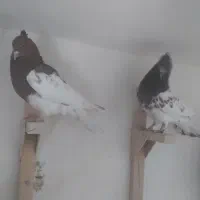 کبوتر کله سرخ جفتی