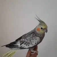 عروس هلندی ماده گلباقالی