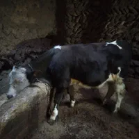 2راس گوساله