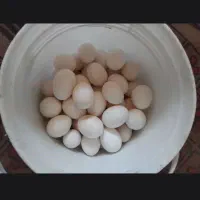تخم مرغ برای مصرف خوراکی