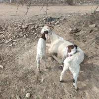 بز لری|حیوانات مزرعه|گتوند, |دیوار