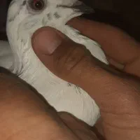 گور دمبی نر گرفتنی|پرنده|شوشتر, |دیوار