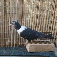 کلاغ رسمی قناری|پرنده|مشهد, ادیب نیشابوری (شهرک غرب)|دیوار