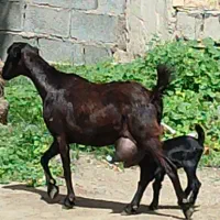 بز کهره بنگالی پرشیر