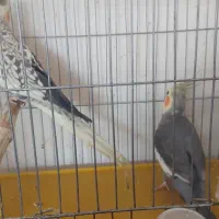 جفت مولد|پرنده|مبارکه, |دیوار