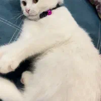 گربه|گربه|ساری, |دیوار