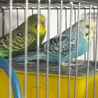 جفت مرغ عشق مولد