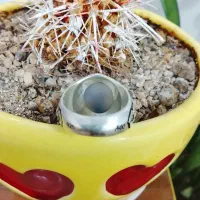 شجر تک درخت|جواهرات|سقز, |دیوار