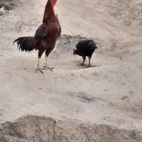 مرغ خروس لاری|حیوانات مزرعه|تربت جام, میان جام|دیوار