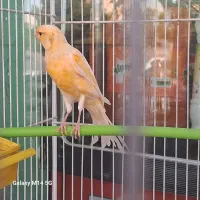 قناری نر به ضمانت