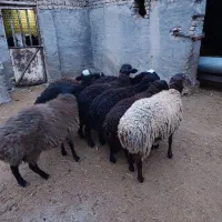 بره نر چاق|حیوانات مزرعه|بوئین زهرا, |دیوار