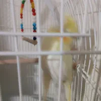 جفت عروس طوطی