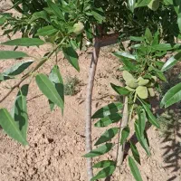 فروش یا معاوضه با زمین یا واحد در همدان|فروش زمین و ملک کلنگی|صالح آباد, |دیوار