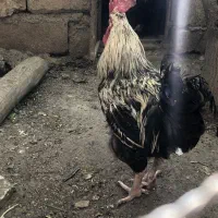 خروس ۱ ساله جوان