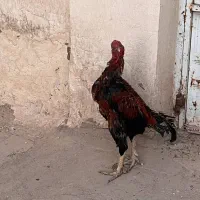 خروس لاری اصیل|حیوانات مزرعه|خاوران, |دیوار