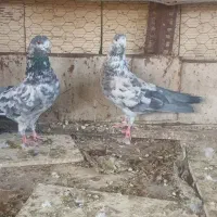 کفتر پرشی
