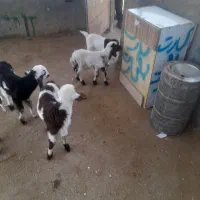 خرید فروش انواع بره شیری وبزغاله|حیوانات مزرعه|تربتحیدریه, باغ سلطانی|دیوار