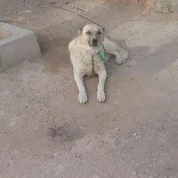 سگ گوسفندی|سگ|شیروان (خراسان), |دیوار