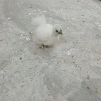 مرغ ابریشمی|حیوانات مزرعه|سنگدوین, |دیوار