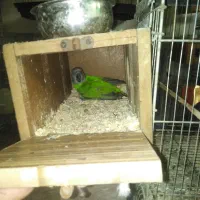 جفت سنگال اماده|پرنده|مهدی شهر, |دیوار