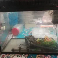 فرش و آکواریم|فرش|بندرعباس, |دیوار