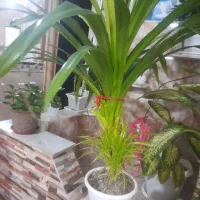 گل زیبا