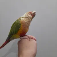 گرینچیک آناناسی سخنگو|پرنده|پاکدشت, پاکدشت (مامازند)|دیوار