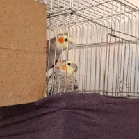 عروس هلندی|پرنده|شاهدشهر, |دیوار