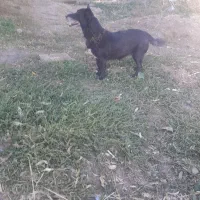 سلام واگذاری دهان پاک ب شرط