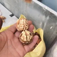 گردو