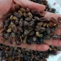 کشمش تمیز و درجه یک ،بدون هسته|خوردنی و آشامیدنی|مرودشت, بیست متری بیمارستان|دیوار