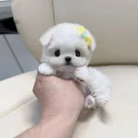 مالتیز سایز ریز|سگ|آستانه اشرفیه, |دیوار