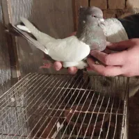 کفتر یا کبوتر|حیوانات|قم, ولیعصر|دیوار