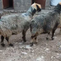 با سلام دوتا میش عروسک معامله با بز