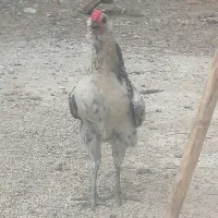 مرغ وخوس