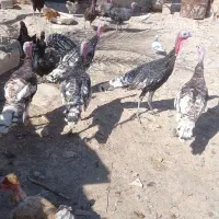 بوقلمون محلی بفروش میرسد|حیوانات مزرعه|کازرون, |دیوار