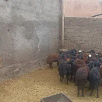 ۲۰راس بره نر دشتی قزل