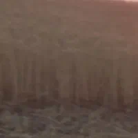 گندم کودشت