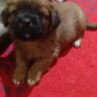 توله شیتزو|سگ|مسجد سلیمان, |دیوار