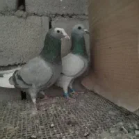سبز کلاغ