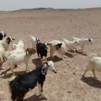 بز زاییده|حیوانات مزرعه|آیسک, |دیوار