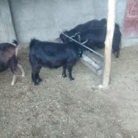 چهار‌بز‌داشتی|حیوانات مزرعه|ملکشاهی, |دیوار