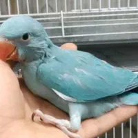 حراج جوجه ی سرلاکی طوطیهای خانگی دستی|پرنده|همدان, |دیوار