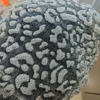 ماکسی کوردی