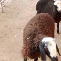 بره نر وماده،قوچ|حیوانات مزرعه|تاکستان, |دیوار