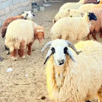 ۱۸عددبره۱۷ماده یک نر داشتی|حیوانات مزرعه|چمران, |دیوار