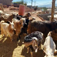 بزغاله فروشی|حیوانات مزرعه|کوهدشت, |دیوار