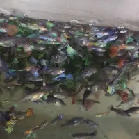 فروش تعداد زیادی ماهی گوپی بزرگ وخوب به(قیمت عمده)