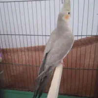 عروس هلندی سینامون