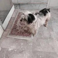 سگ شیتزو|سگ|بشاریات, |دیوار